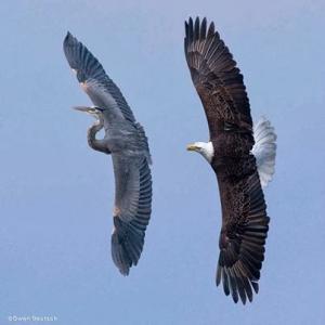 Bald Eagle chases  Great Blue Heron away from nest